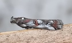 Pempelia palumbella 031.jpg