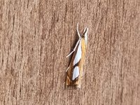 Catoptria pinella 030.jpg