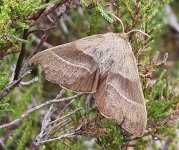 Fox Moth 030.jpg