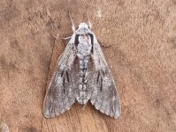 Pine Hawkmoth 030.jpg