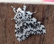 Black Arches 030.jpg