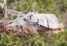 Dark Tussock 030.jpg