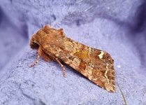 Broom Moth 030.jpg