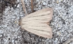 Striped Wainscot 030.jpg