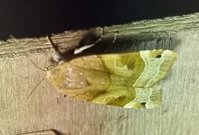 Broad-bordered Yellow Underwing.jpg