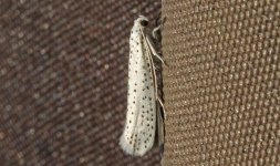 Bird-cherry Ermine 030.jpg