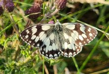 Marbled White 030.jpg