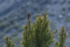 Alpine-Accentor.jpg