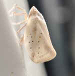 Planthopper.jpg