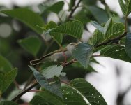 Ijima's Leaf Warbler_Miyakejima_250623a.jpg