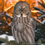 DALL-E Great Gray Owl 03 Richard Hoeg WM.png