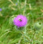 Blue eyed wild bee.JPG