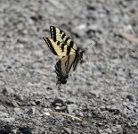 DSC06530.jpeg  Tiger Swallowtail.jpeg