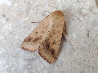 Eastern Bordered Straw.jpg