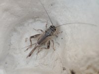 Eumodicogryllus bordigalensis Verge Cricket.jpg