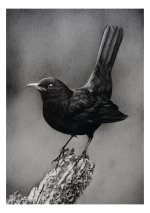 Blackbird compressed.jpg