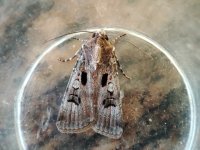 Crescent Dart Agrotis trux.jpg