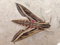 Silver-striped Hawk-moth Hippotion celerio (2).jpg