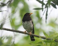 Japanese Thrush_Obihiro_060723a.jpg