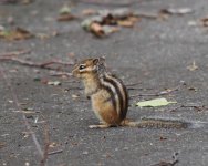 Siberian Chipmunk_Shikarabetsu_070723a.jpg