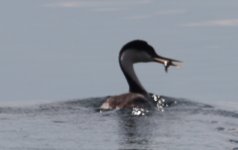 grebe-3.jpg