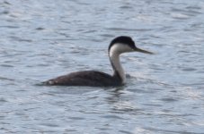 grebe-4.jpg