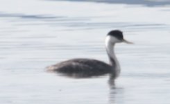 grebe.jpg