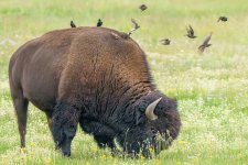 Bison & Birdssm 04899-2.jpg