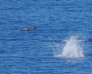 Spotted Dolphin_Chichijima_130723a.jpg