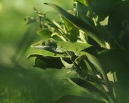 Green Anole_Chichijima_130723a.jpg