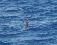 Bonin Petrel_Izu_170723e.jpg