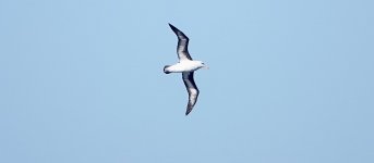 DSC08804 Black-browed Albatross @ Cape Solander bf. jpeg.jpeg