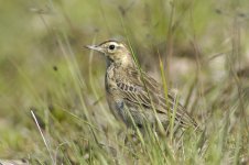 Long-billed Pipit _DSC22122.jpg