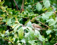 rätselvogel.jpg