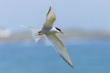 Arctic-Tern-(16)-fbook.jpg