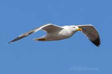 Yellow-legged-Gull-(50)-Caleta-de-Fuste-fbook.jpg