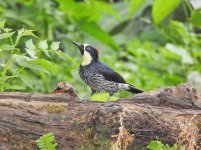 Acorn Woodpecker.JPG