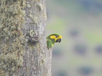 Yellow-eared Parrot 1.JPG