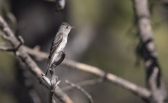 Flycatcher-A.jpg