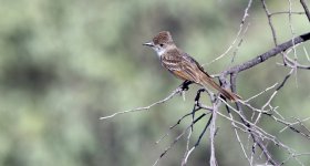 Ash-throated Flycatcher.jpg