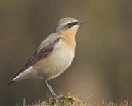 Wheatearc8.5.jpg