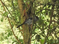 Slaty Brushfinch.JPG