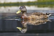 Mallard Reflection.jpg