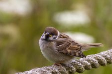 Tree Sparrow.jpg