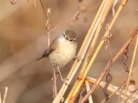 Manchurian Warbler 23-2-2-56.jpg