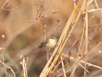 Manchurian Warbler 23-2-2-57.jpg