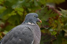 Pigeon4.jpg