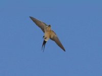 L1220166_Red-rumped Swallow.jpg