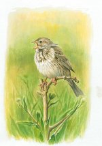 Corn-bunting.jpg