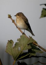 Red-Breasted-Flycatcher4WEB.jpg